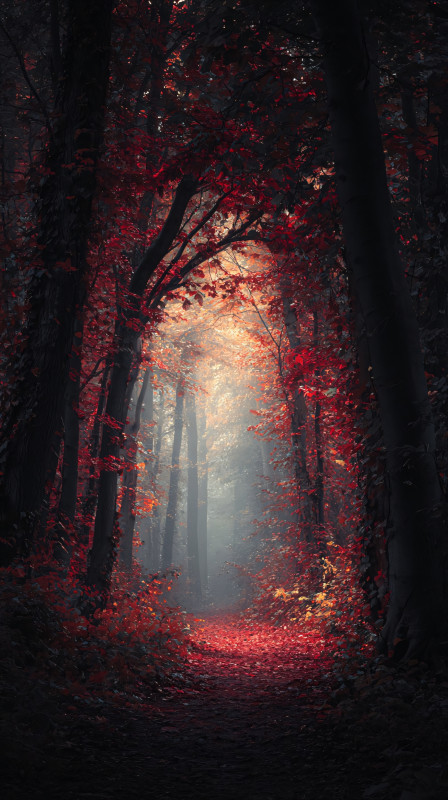 Enchanted Forest Path 4K HD Wallpaper