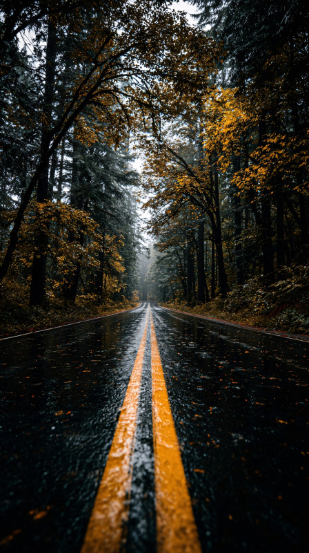 rainy autumn forest road 4k wallpaper free download